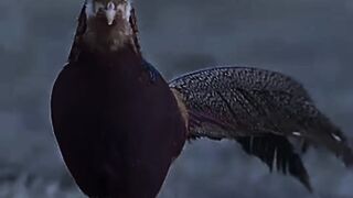 Wildlife is beautiful animal