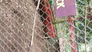 Ini adalah video ayam ringneck #videoshort