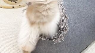 Beautiful and cozy portable cat homes