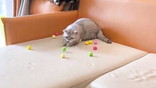 A toy gun for cats ???????? that launches beautiful plastic balls in various colors