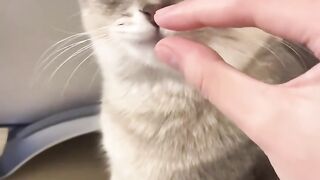 A person teasing a cat with a croissant ????????, pretending to offer a bite but pulling it away at the last moment