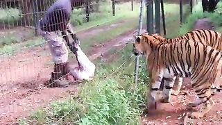 Living With Big Cats -