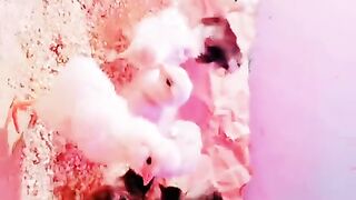 Little chicken ll chicks