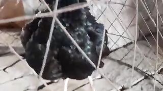 Hen behind the bars ll get out