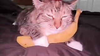 Ngl my cat is chill like that