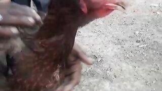 Chicken ll beautiful chicken ll birds