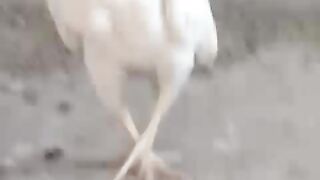 What a ll beautiful chicken
