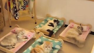 A group of cats ????????????, peacefully sleeping on small, beautiful beds ????️????