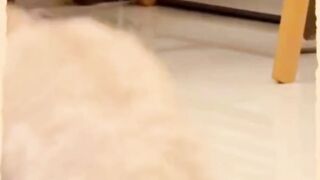funny cat & dogs Videos
