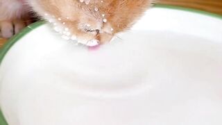 Two adorable cats ???????? sipping on milk ????, with funny milk mustaches and spots decorating their whiskers and noses
