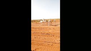 Camels in Saudia Deserts / Saudi Desert Life