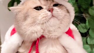 A cat being dressed up, with a tiny hat not quite fitting on her head ????