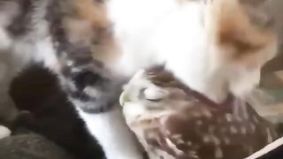 cool video