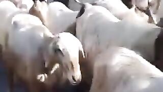 ???? This goat is torn