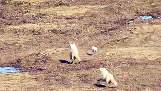 Animals