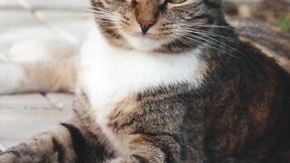Cute cat