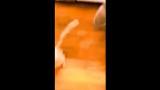 Funniest Cats And Dogs Videos ???? - Best Funny Animal