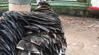 Ayam hitam cemani #videoshort