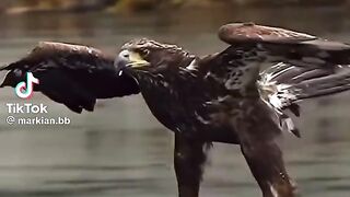 Eagle powerful