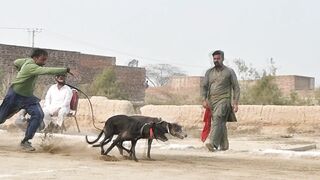 Dogs Race | Greyhound Race | Pets Dogs video