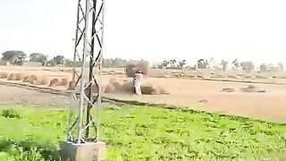 Village life