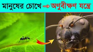 How dangerous are Ants under the Microscope