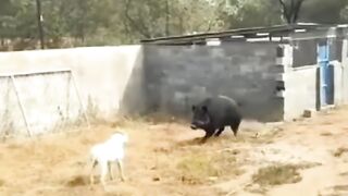 Animal
