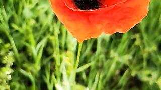 Ecosystems where flowers play a significant role