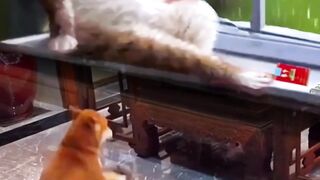 Relaxing mood|funny clip|short