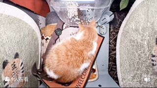Mr. eepy uncle ???? (is a cute loaf of car????) | Part-2