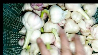 طريقة تحزين الثوم