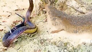 Amazing mongoose attak kobra