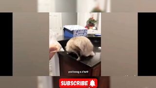 Most popular Funny Cats Video