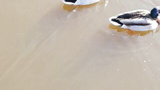 Little Ducks