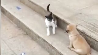 Cat sleeping the dog baby funny moment