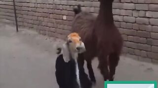 Nigeria vs Ghana