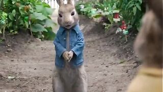 Rabbit funny movie