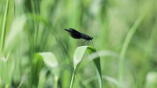 A natural environment with birds conjures up images of lush green landscapes