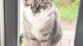 A cat behind the window ????????, making the most pitiful sounds, as if pleading for attention or entrance