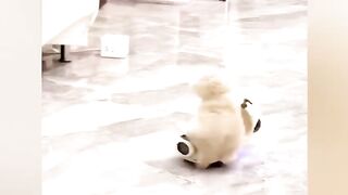 New Funny Videos 2023 ????