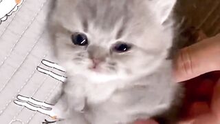 Cute kitten