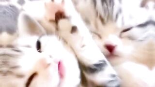 Cute kittens
