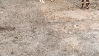 Goat child.