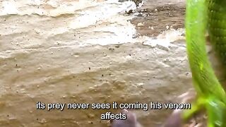 Green snakes prey on mice