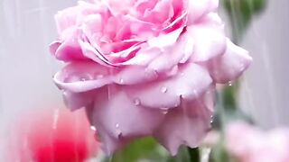 বৃষ্টির ধারা শান্তির বার্তা বহে....!!!