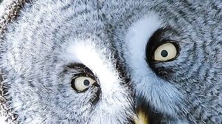 Owls forage for mice