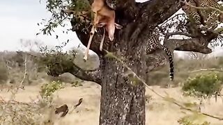Heyna tries to snatch the deer from the leopard