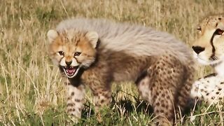 Leopard cub drives away wild dogs