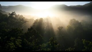 new Disneynature's Tiger - Official Trailer