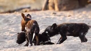 Cute stray puppies